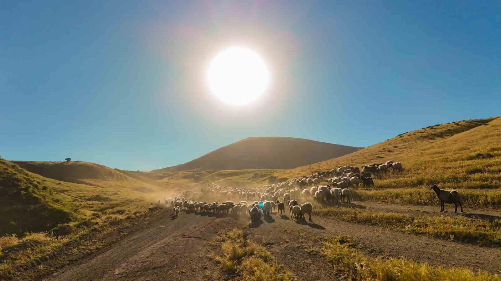 tatvanda surulerin tozlu yayla yolculugu essiz manzaralar olusturdu 2 RuPzUi8U
