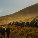 tatvanda-surulerin-tozlu-yayla-yolculugu-essiz-manzaralar-olusturdu-SNwaFLst.jpg