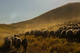 tatvanda-surulerin-tozlu-yayla-yolculugu-essiz-manzaralar-olusturdu-SNwaFLst.jpg
