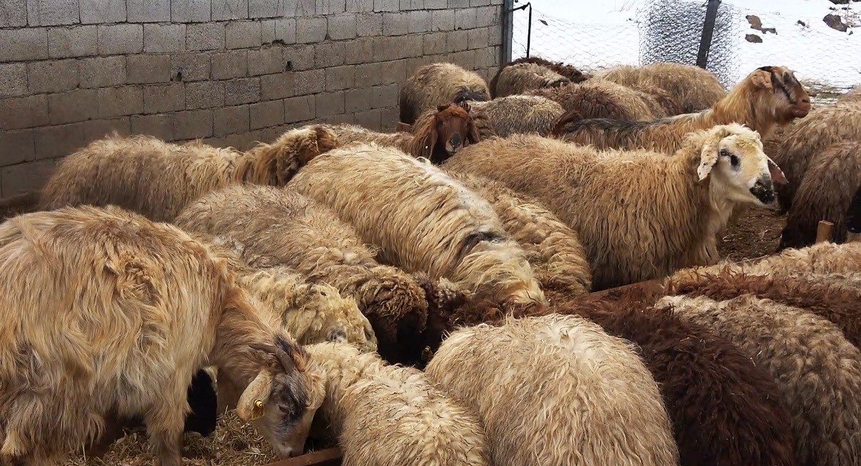 Tatvan’da yayladan besiye dönüş 6 tatvanda yayladan besiye donus 2 UtMzif18