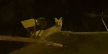 tavuk-hirsizi-tilkiyi-yerde-beklerken-catida-cikti-BJpR44aM.jpg