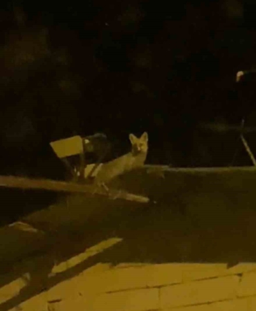 tavuk-hirsizi-tilkiyi-yerde-beklerken-catida-cikti-BJpR44aM.jpg