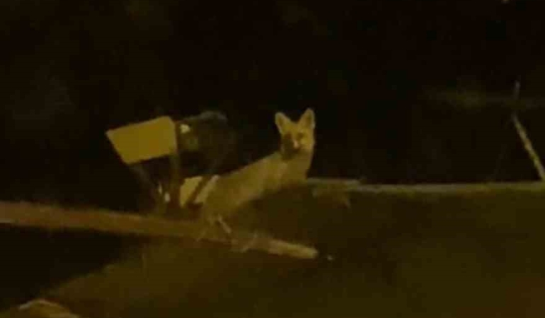 tavuk-hirsizi-tilkiyi-yerde-beklerken-catida-cikti-BJpR44aM.jpg