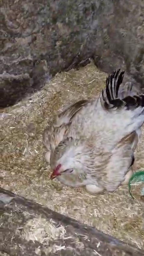 tavuk ile kedi arasinda annelik krizi kamerada 1 qOha1Xyr
