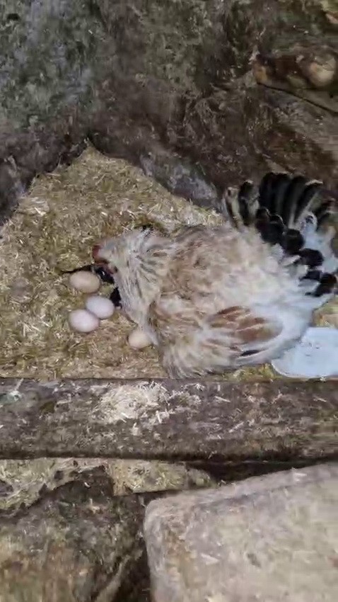tavuk ile kedi arasinda annelik krizi kamerada 2 uQ3HbeYs