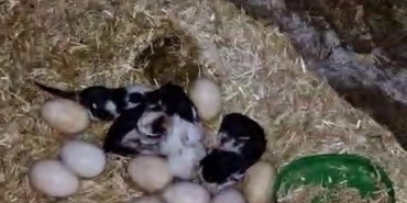 tavuk-ile-kedi-arasinda-annelik-krizi-kamerada-fi9WS3lu.jpg