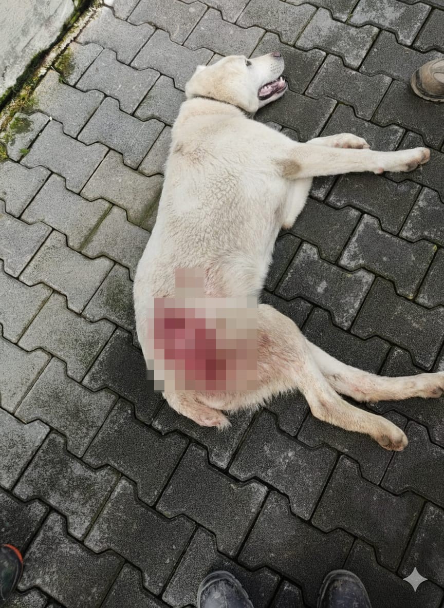 tavuk kovaladi diye tufekle vurulan kopek oldu 0 FjSKqyj5