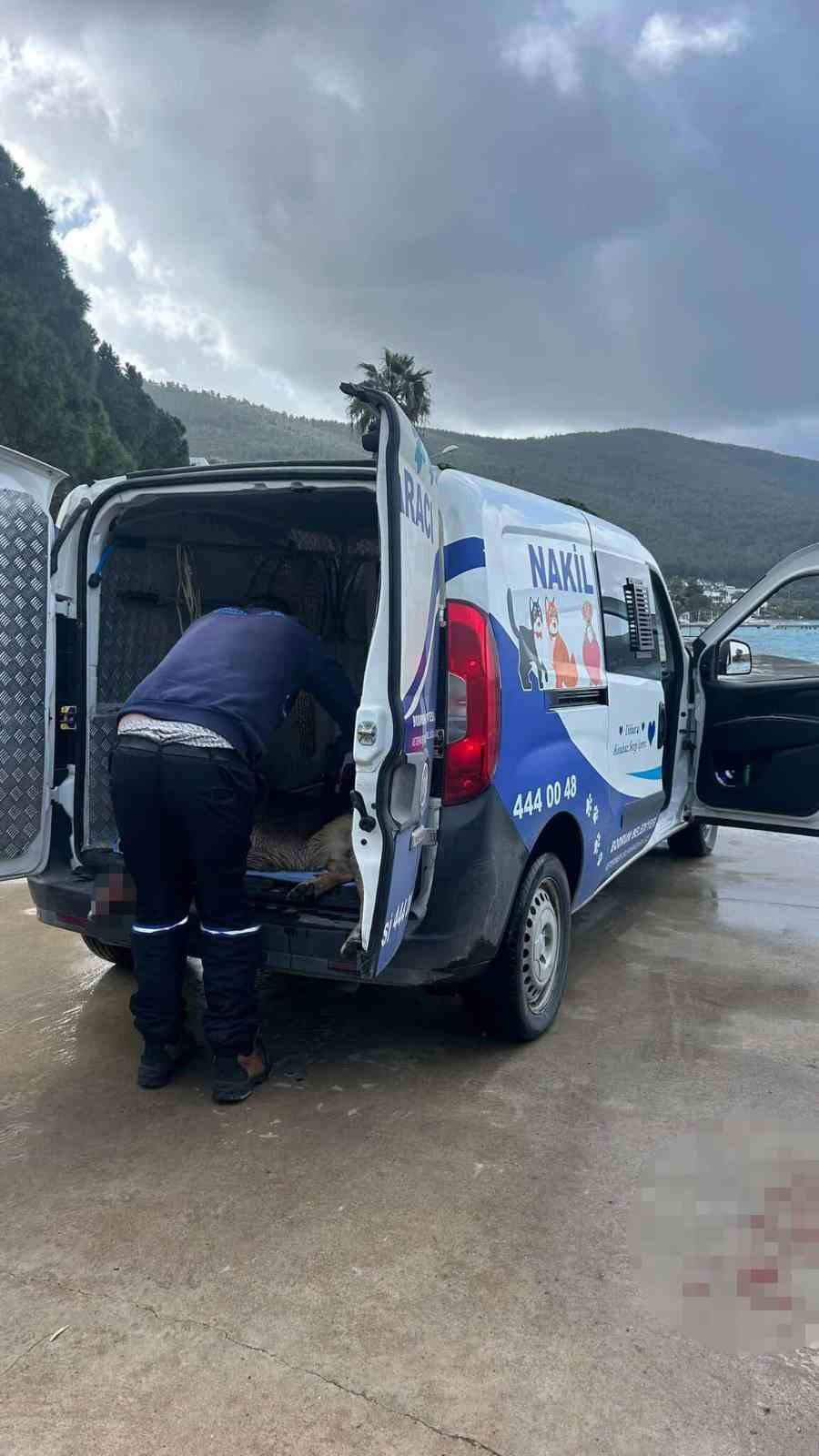 tavuklarini yiyen kopekleri oldurunce tutuklandi 3