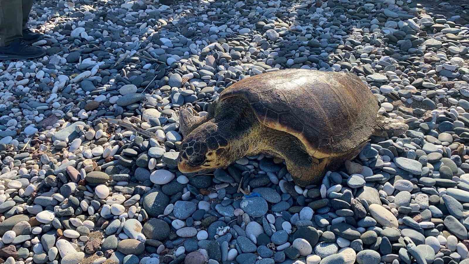 Tedavisi tamamlanan 3 deniz kaplumbağası yeniden denizle buluştu 5 tedavisi tamamlanan 3 deniz kaplumbagasi yeniden denizle bulustu 1 VM1dYBA8