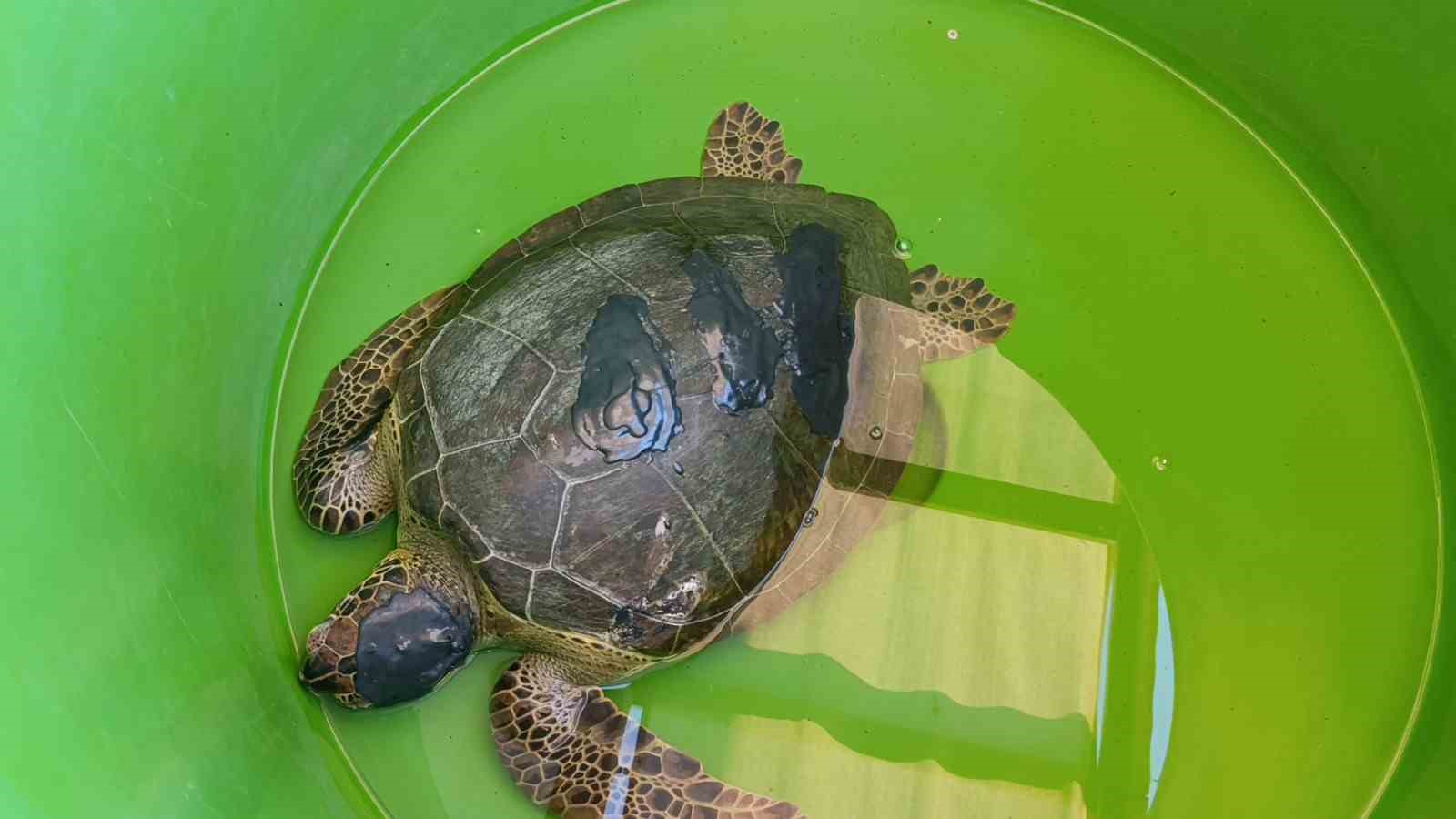 tedavisi tamamlanan caretta caretta denizin maviligine kulac acti 4