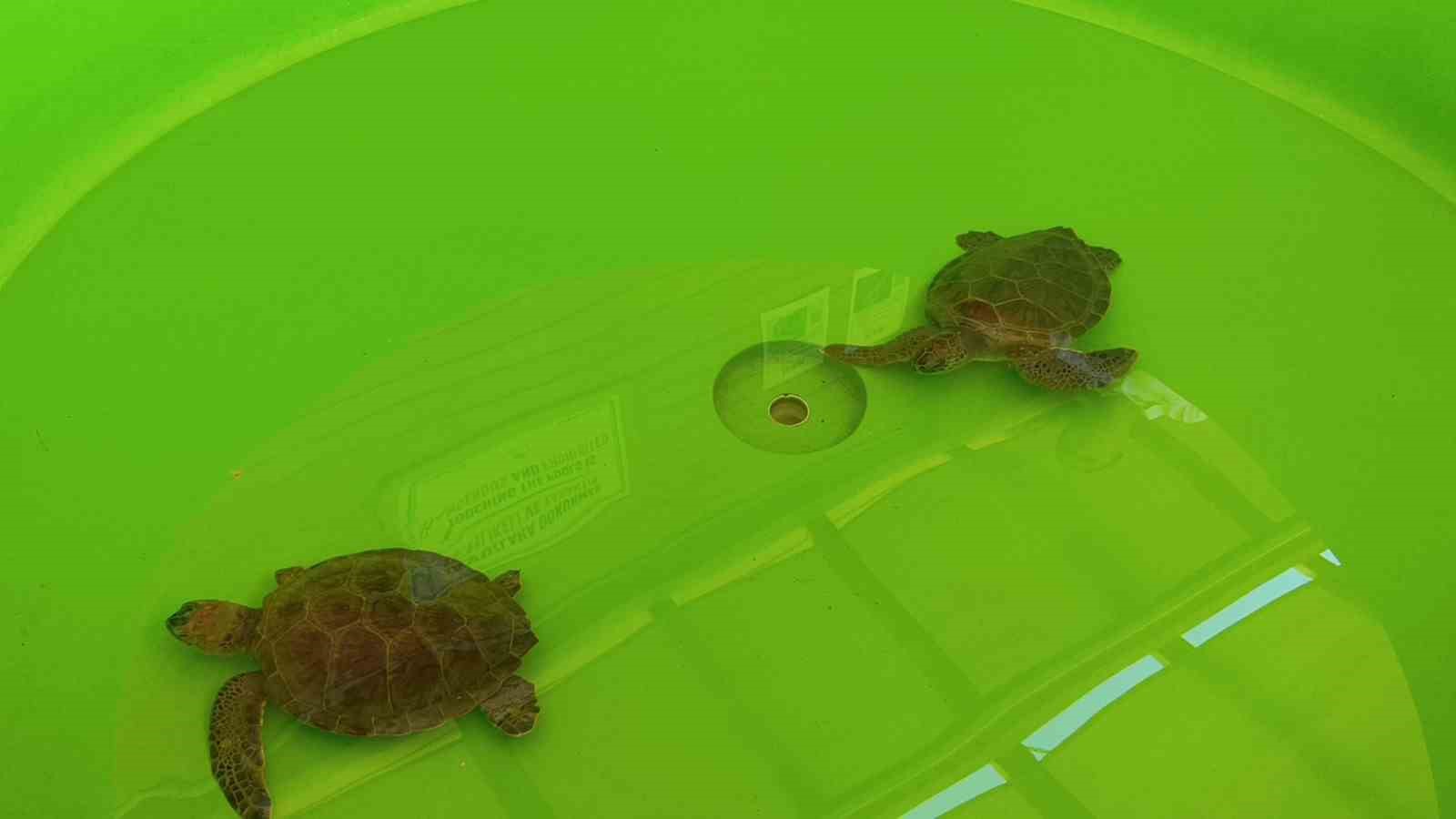 tedavisi tamamlanan caretta caretta denizin maviligine kulac acti 7