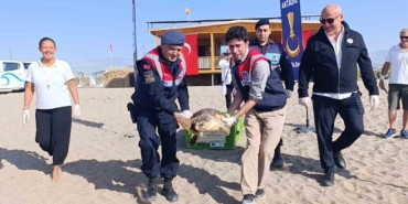 tedavisi-tamamlanan-caretta-caretta-denizin-maviligine-kulac-acti-u2U9zkq9.jpg