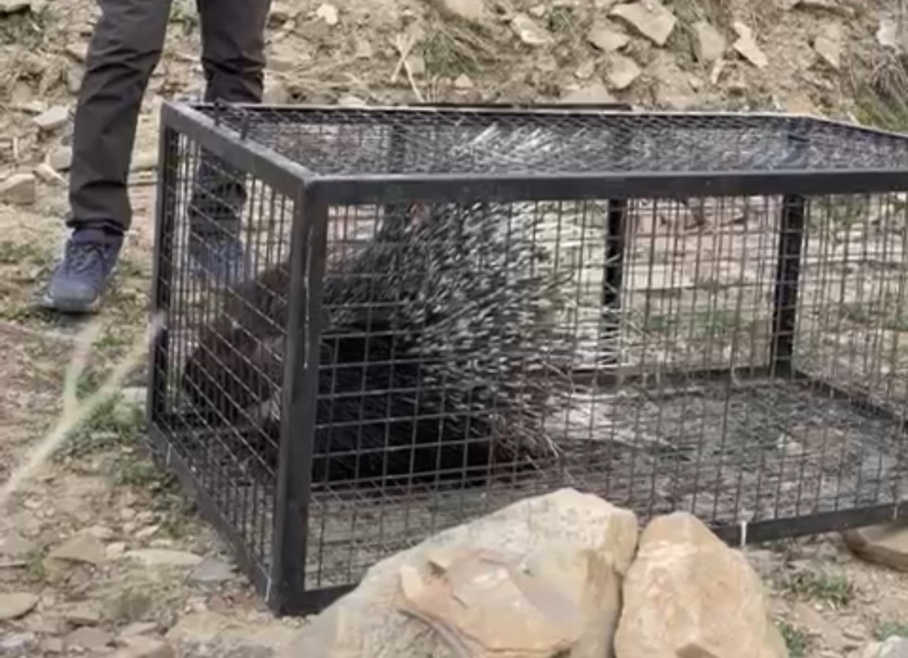 tedavisi tamamlanan oklu kirpi dogaya salindi 5