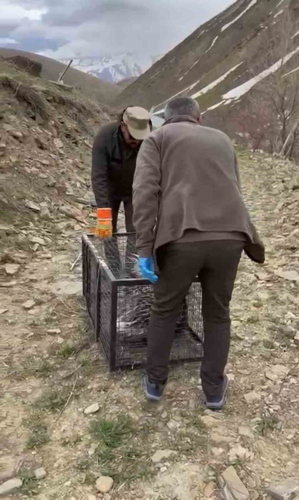 tedavisi tamamlanan oklu kirpi dogaya salindi 7 8THvLFFJ