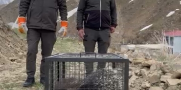 tedavisi-tamamlanan-oklu-kirpi-dogaya-salindi-yqf5Y7Tn.jpg
