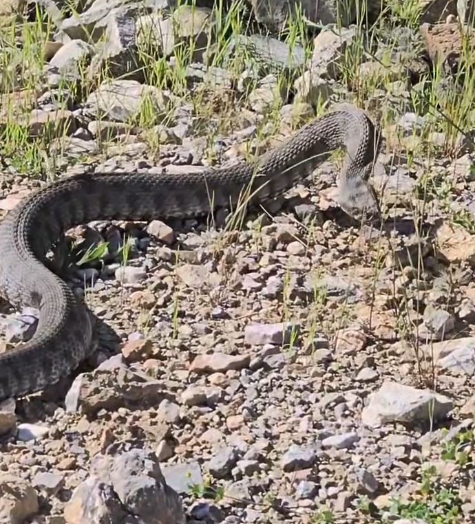 Tek ısırığı bir insanı öldürmeye yetiyor: Tunceli’de koca engerek yılanı görüntülendi 6 tek isirigi bir insani oldurmeye yetiyor tuncelide koca engerek yilani goruntulendi 2 Mq78kEgZ
