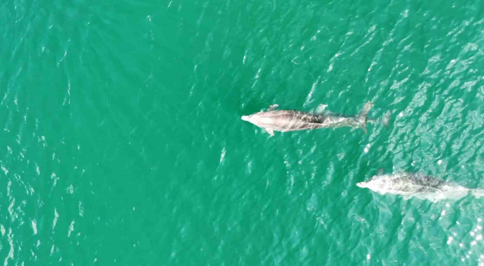 tekirdag aciklarinda yunus surusu dronla goruntulendi 2 AqsLnI16