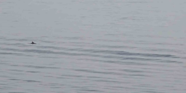 tekirdag-aciklarinda-yunuslardan-gorsel-solen-1p2yxUFr.jpg