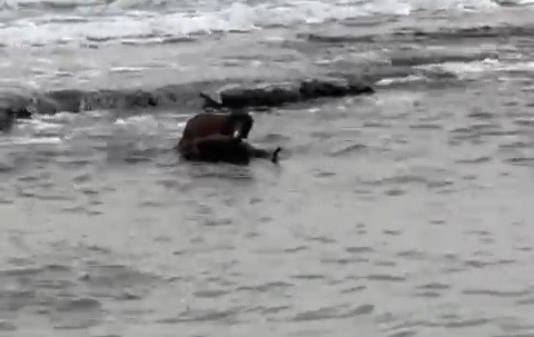 tekirdag kiyilarinda su samuru goruntulendi 0 TNd2HL1G