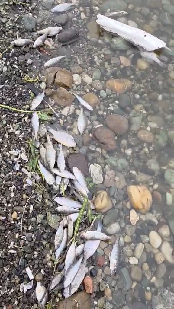 tekirdag malkarada barajda balik olumleri tedirgin etti 0 pBRjFdUq