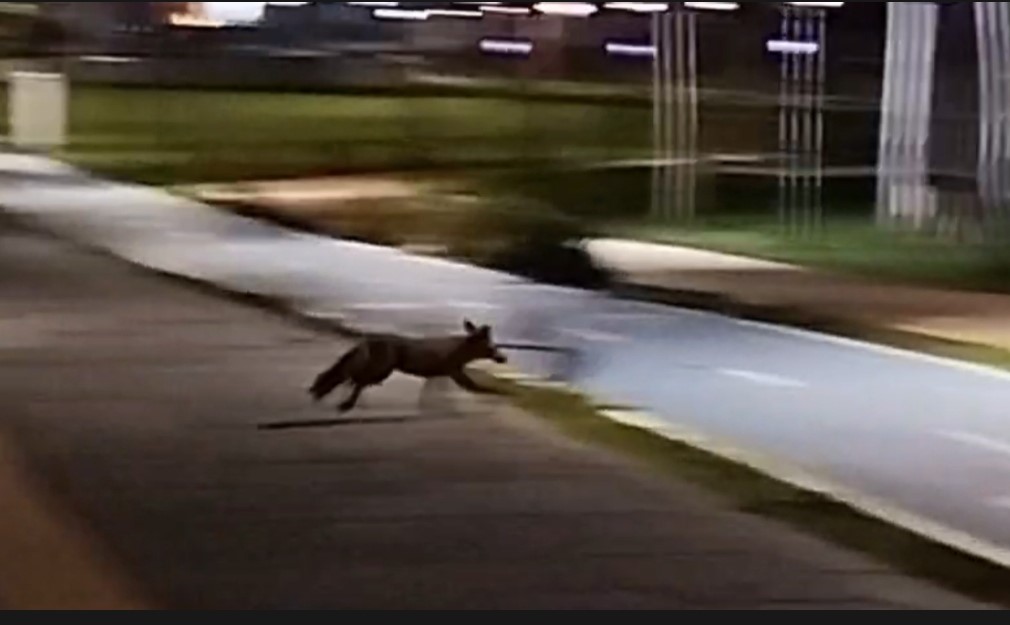 tekirdag sahilde tilki goruntulendi 1 6OmdINXH