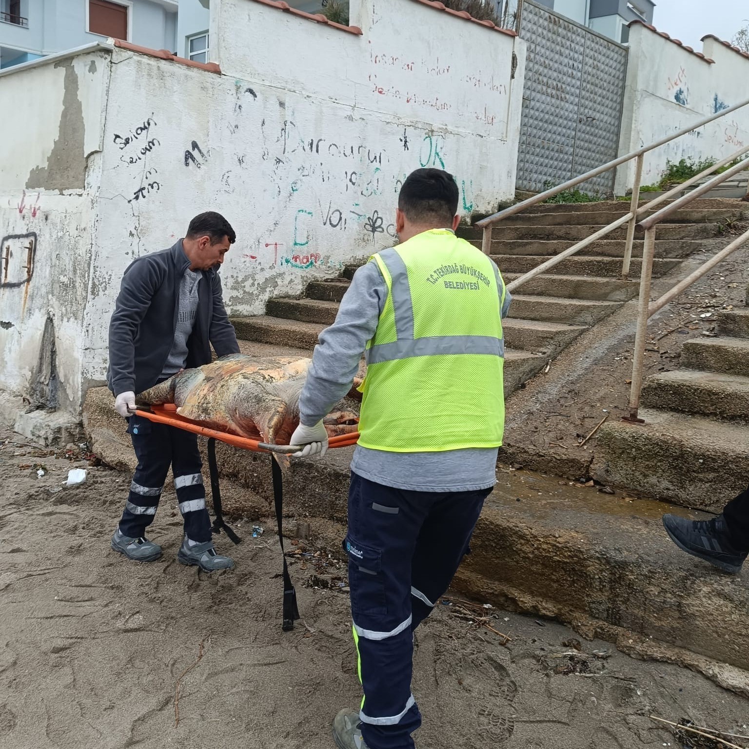 tekirdag sahiline olu caretta caretta vurdu 0 hBfFyITG