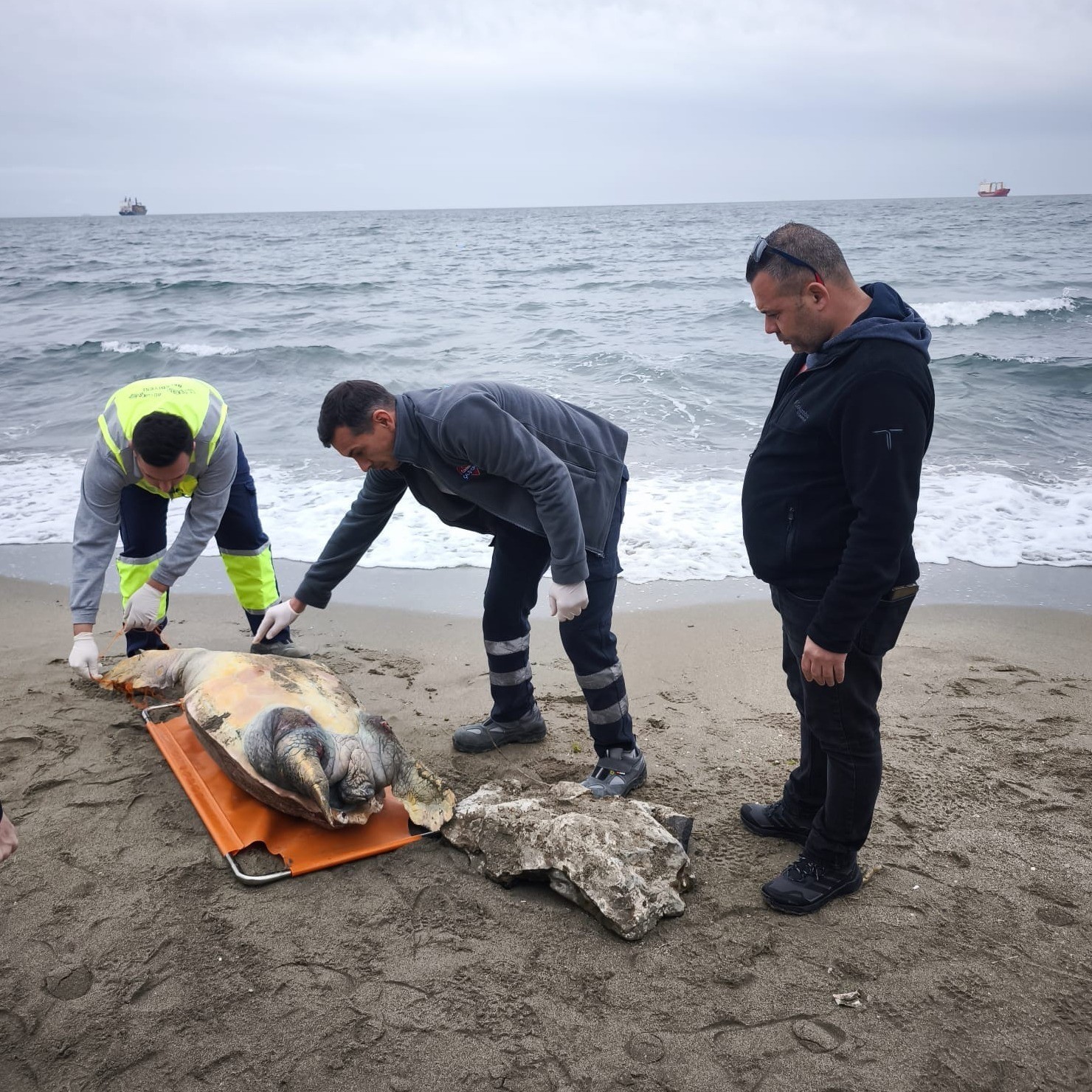 tekirdag sahiline olu caretta caretta vurdu 1 JjWfTXuC