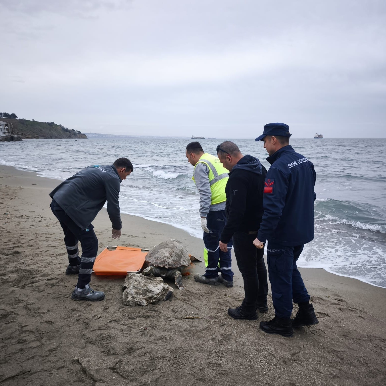 tekirdag sahiline olu caretta caretta vurdu 2 TbMcPDpu