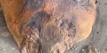 tekirdag-sahiline-vuran-gizemli-deniz-canlisi-kimisi-fok-kimisi-yunus-dedi-jl5bCmDJ.jpg