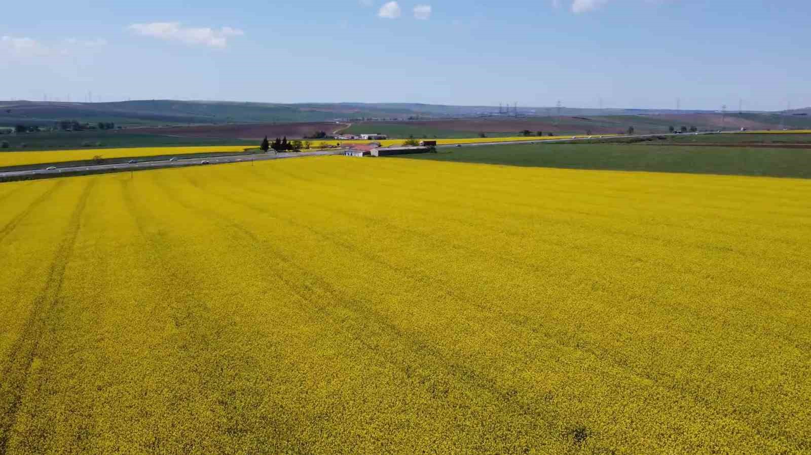Tekirdağ sarıya büründü: Kanola tarlaları kartpostallık manzaralar oluşturdu 8 tekirdag sariya burundu kanola tarlalari kartpostallik manzaralar olusturdu 4 a6Hym6ic