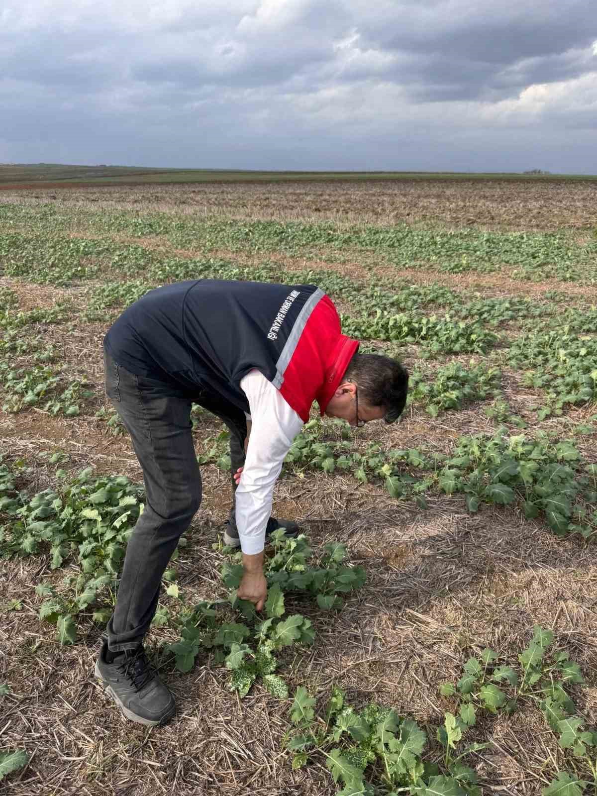 tekirdagda aniza kanola ekimi 1 6cRcwA5h