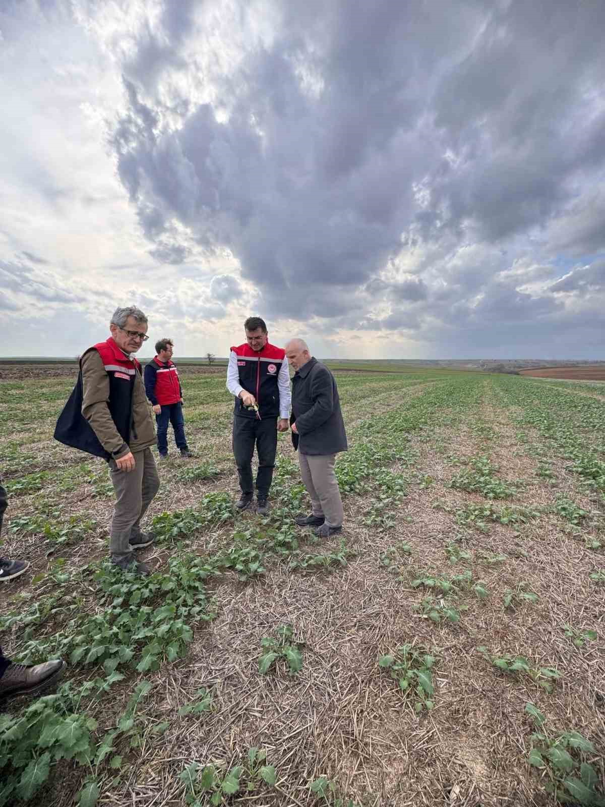 tekirdagda aniza kanola ekimi 2 JlucQUU2