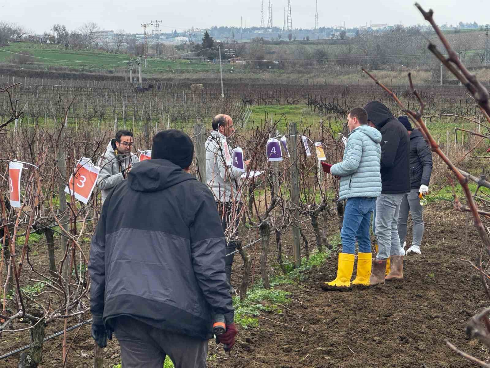 tekirdagda bag budama yarismasi 1 1ZqOqjUT