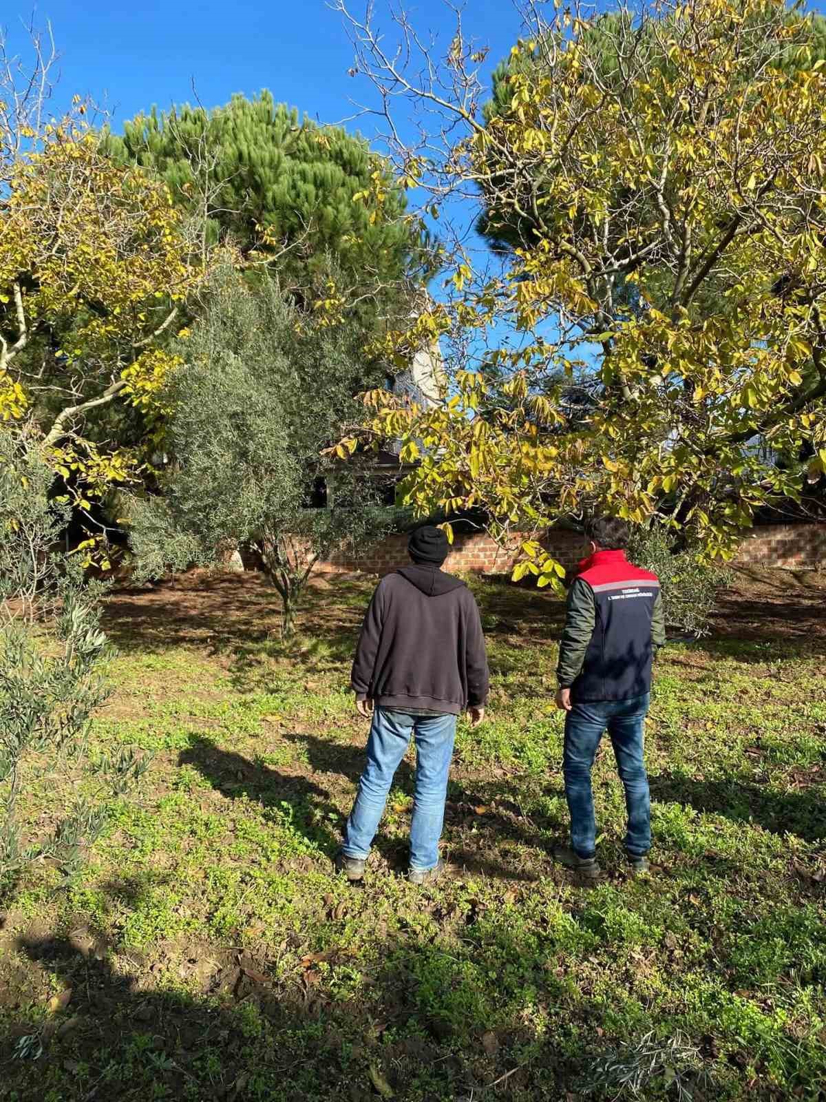 tekirdagda ceviz bahcesinde hastalik ve zararli kontrolu yapildi 0 EJ8QuXmv