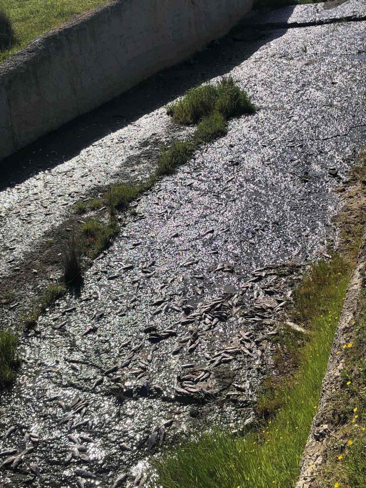 tekirdagda golde toplu balik olumleri yasandi 1 UDbDbf3E