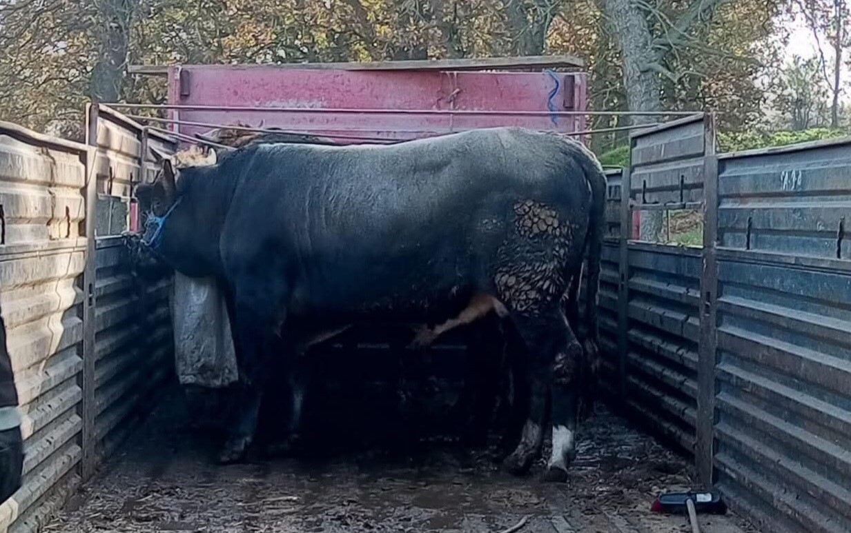 tekirdagda kacak hayvan sevkiyatina 102 bin lira ceza 1 L2Il483e