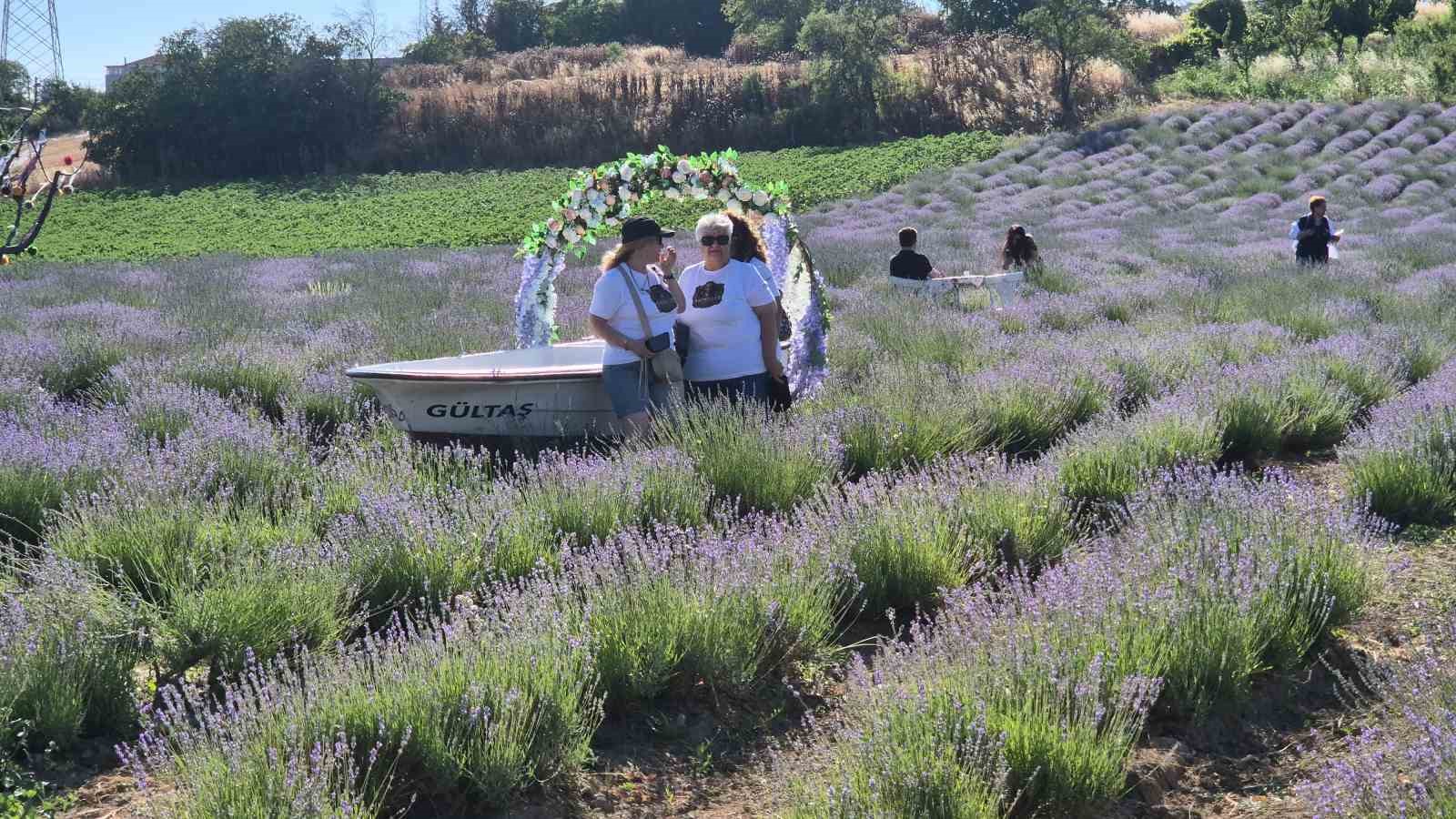 tekirdagda lavanta senligi basladi 0 QOzzef5Q