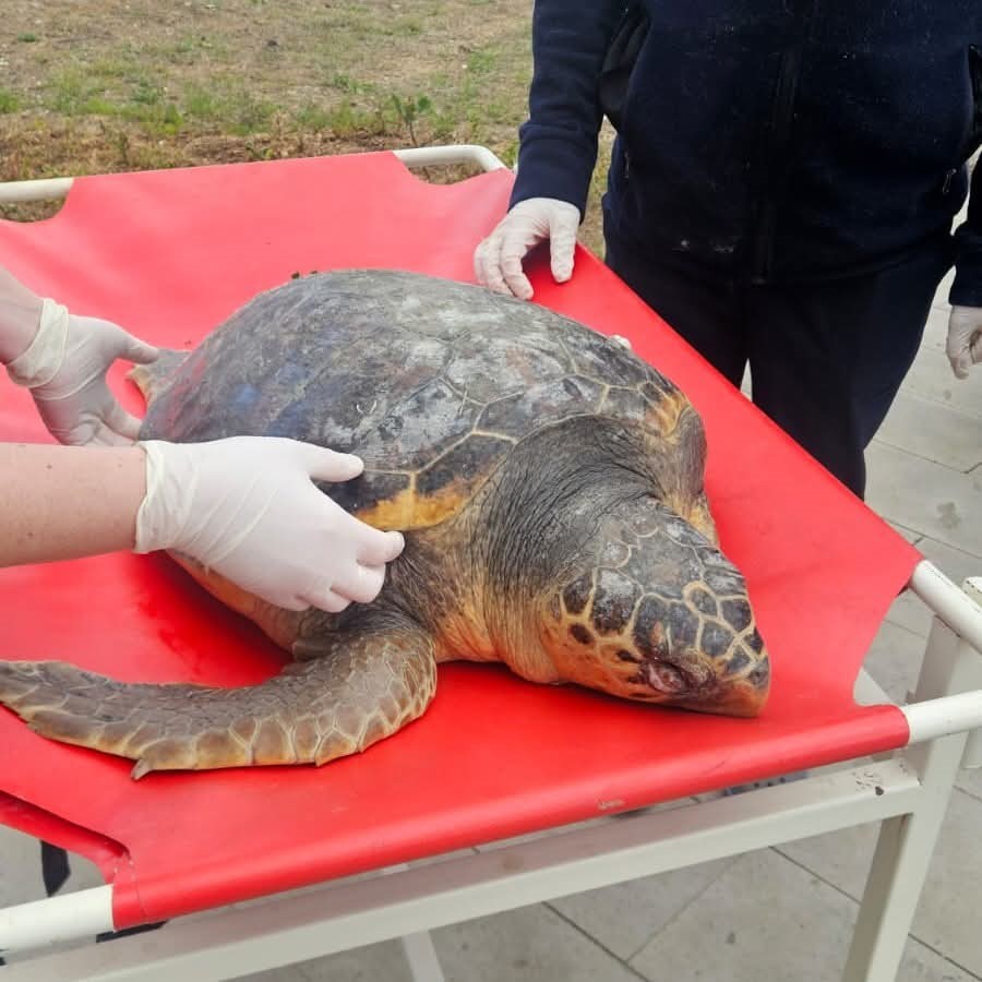 tekirdagda olu bulunan caretta caretta incelemeye alindi 0 gDlr2KnY