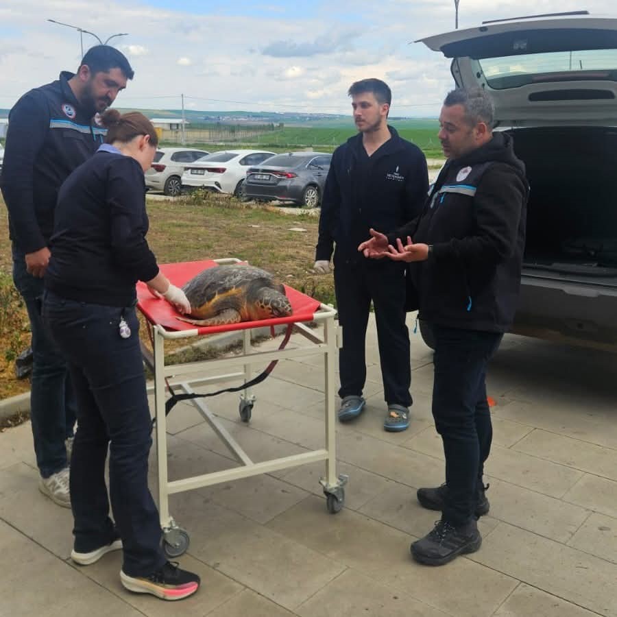 tekirdagda olu bulunan caretta caretta incelemeye alindi 3 EUWI4lSg