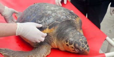 tekirdagda-olu-bulunan-caretta-caretta-incelemeye-alindi-DH6y37Bz.jpg