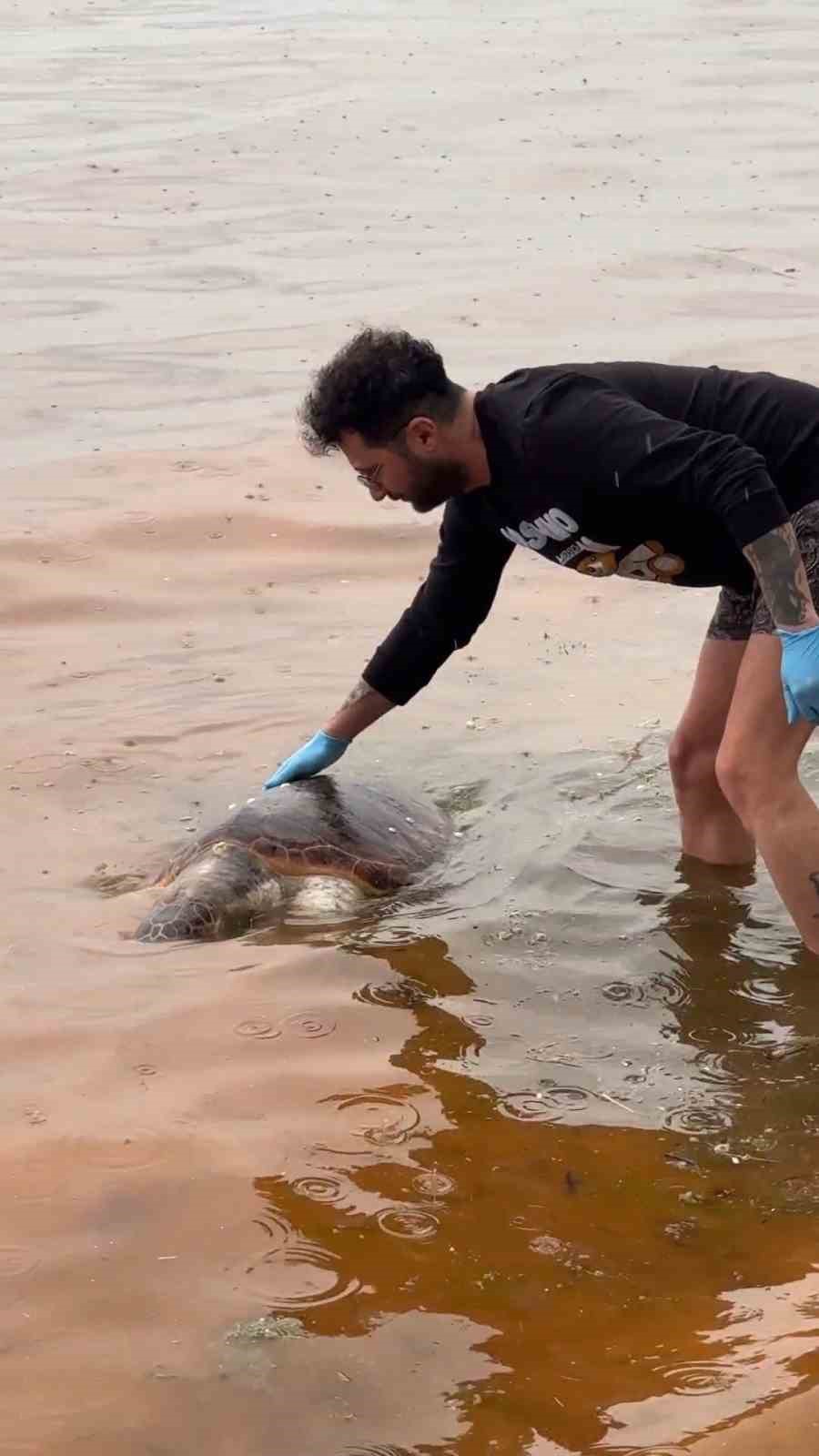 tekirdagda olu caretta caretta kiyiya vurdu 0 IbuLC7gs