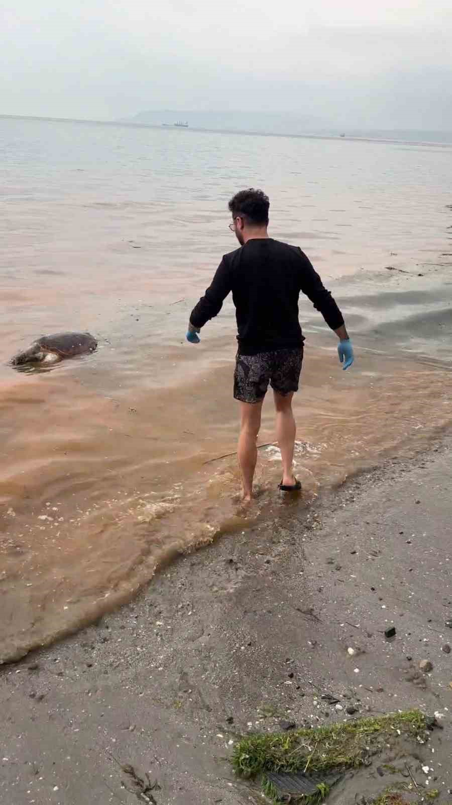 tekirdagda olu caretta caretta kiyiya vurdu 1 2JSAvLgz
