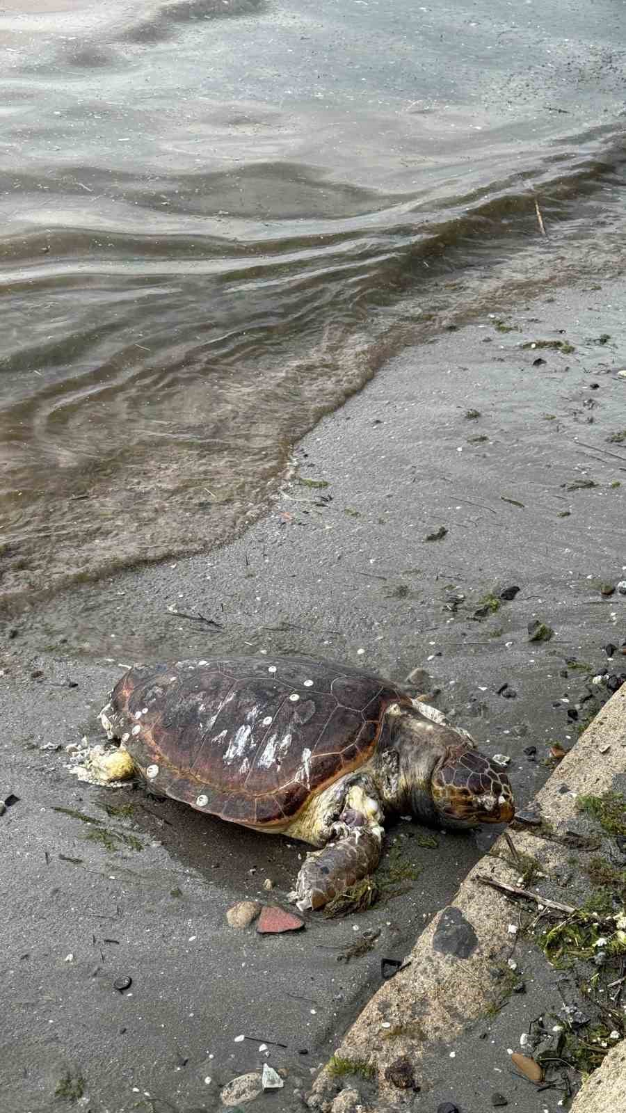 tekirdagda olu caretta caretta kiyiya vurdu 2 CHmBIbIp