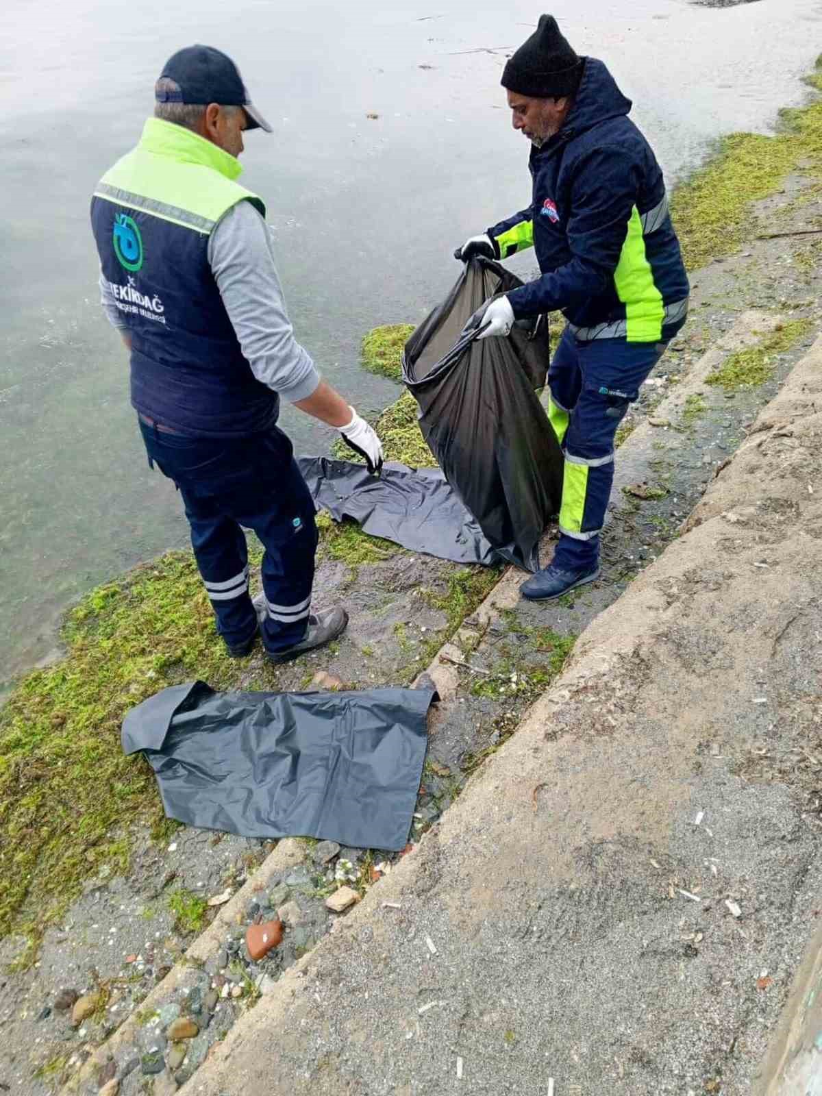 tekirdagda olu caretta caretta kiyiya vurdu 3
