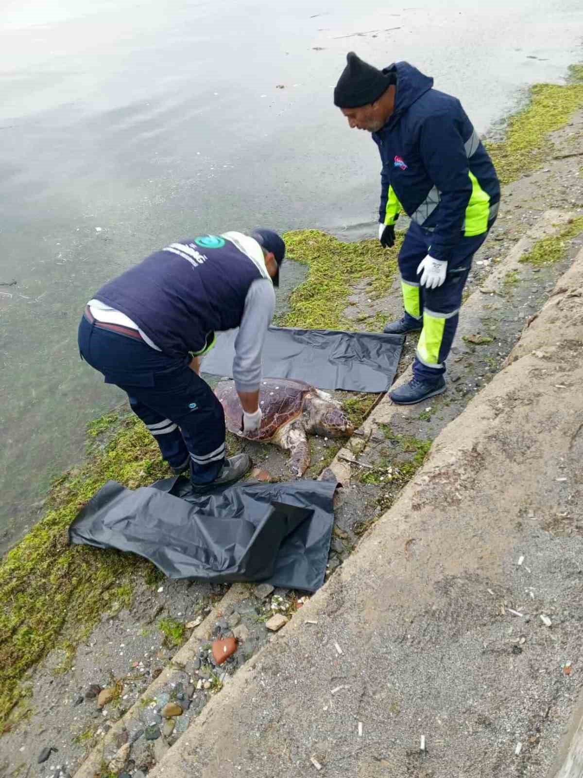 tekirdagda olu caretta caretta kiyiya vurdu 4