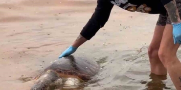 tekirdagda-olu-caretta-caretta-kiyiya-vurdu-YB65Mz5L.jpg