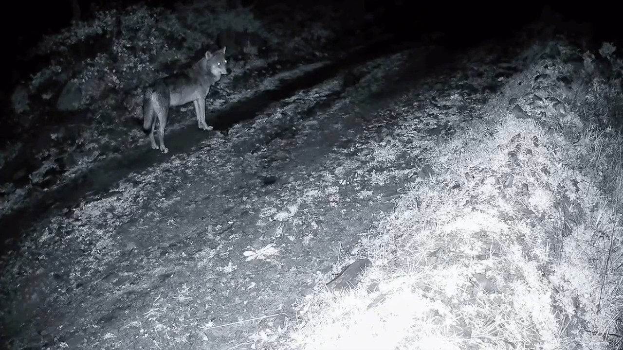 tekirdagda ormanda kurt ve iki karaca goruntulendi 0 T3DHu62M