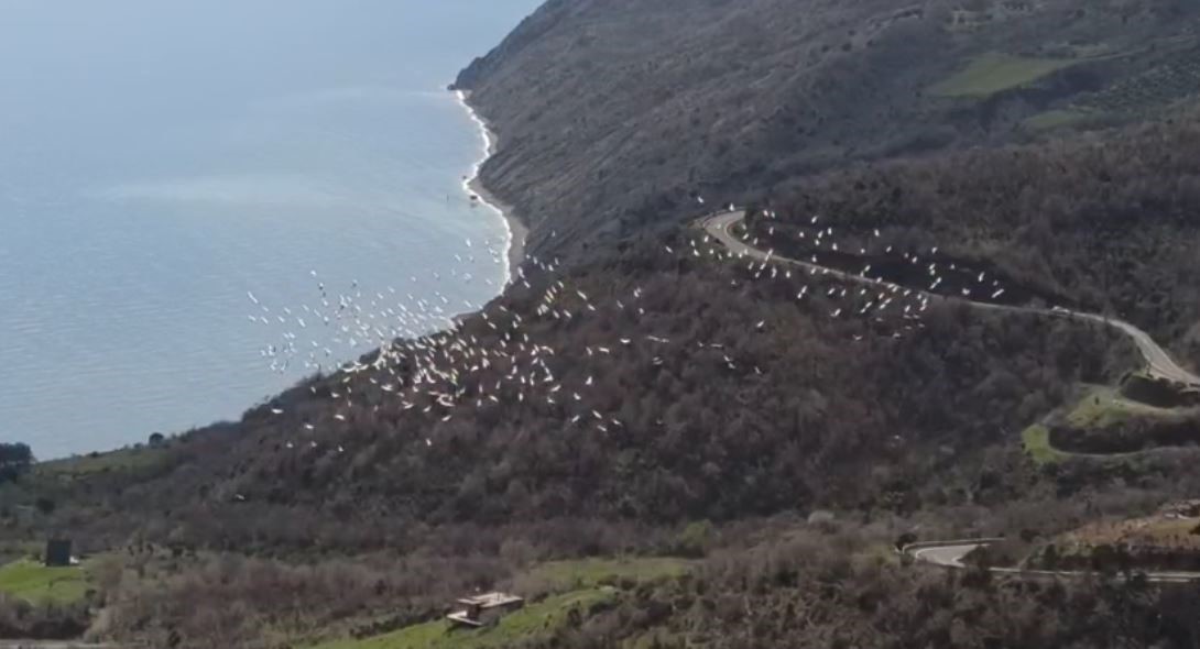 tekirdagda pelikanlarin senkronize ucusu gorsel solen sundu 1 EFh87WPO