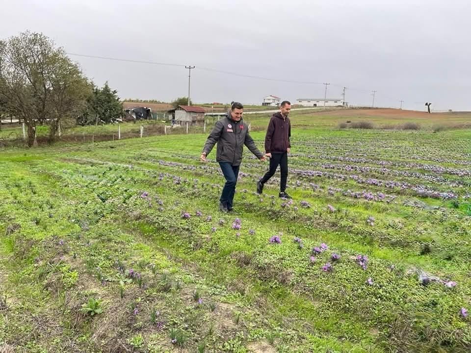 tekirdagda safran uretimi yayginlasiyor 1 p4mlrfWU