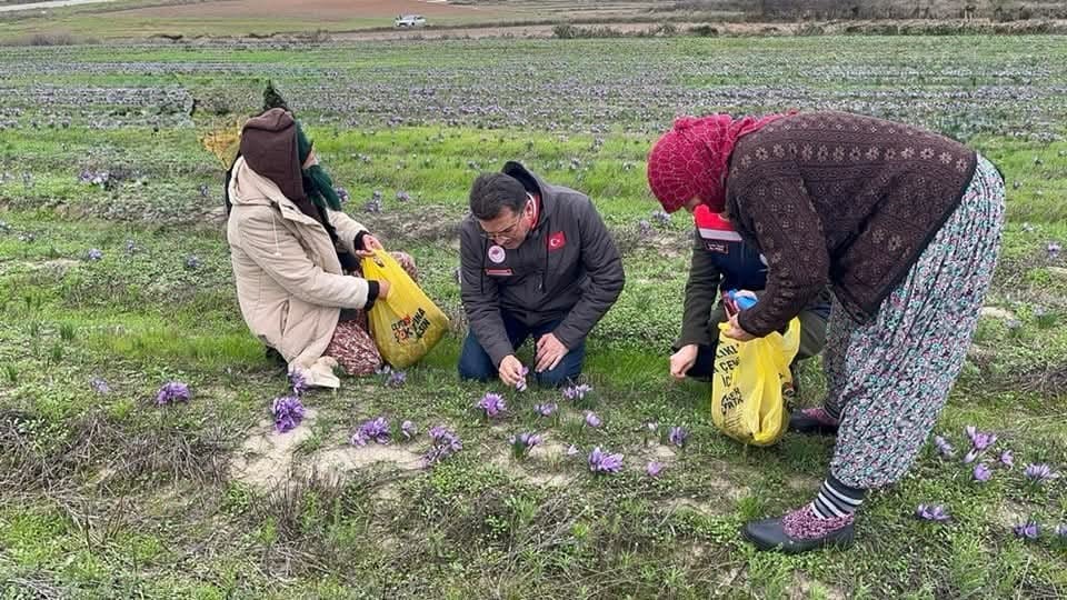 tekirdagda safran uretimi yayginlasiyor 4 2jPpVF4U